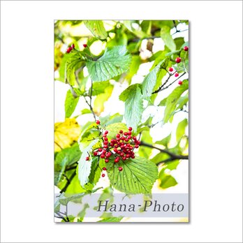 1500) 秋の実たち　　ポストカード5枚組の画像