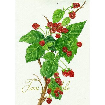 水彩画・原画「植物画・ラズベリー」の画像
