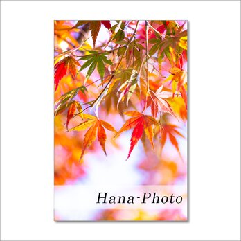 1502) 美しい紅葉たち　　ポストカード5枚組の画像