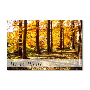 1503) 美しい秋の風景　　ポストカード5枚組の画像