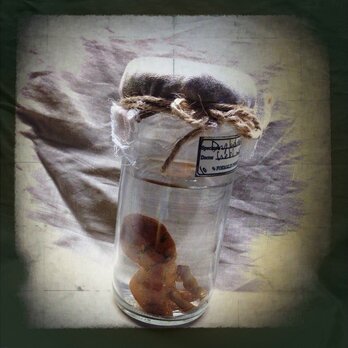 胎児標本・兎口の子の画像