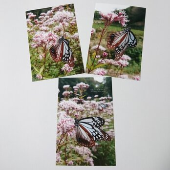 ポストカード９枚セット  妖精「アサギマダラ」 「蝶のいる暮らし」蝶 フジバカマ 送料無料の画像