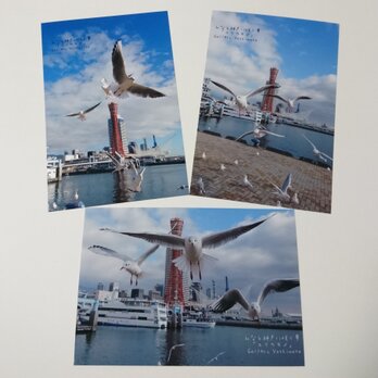 ポストカード３枚セット  みなと神戸に咲く華「ユリカモメ」 神戸風景写真  港町神戸  送料無料の画像