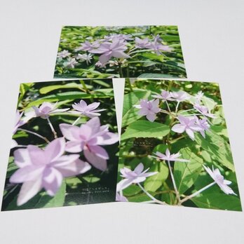 ポストカード9枚セット 可憐 「シチダンカ」 「花のある暮らし」 神戸風景写真  神戸六甲  紫陽花  送料無料の画像