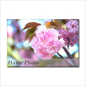 1508) 華やかな八重桜（サトザクラ）と陽光桜　　　ポストカード5枚組の画像