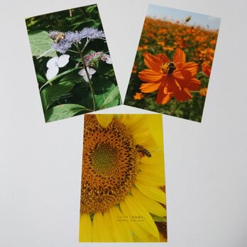 ポストカード３枚セット  ミツバチ「花粉団子」 ひまわり コスモス ヤマアジサイ 送料無料の画像