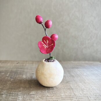 6250.bud 粘土の鉢植え ウメ - 紅の画像