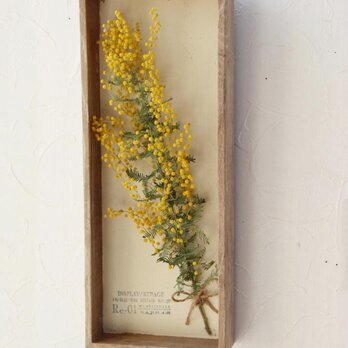 mimosan hymy（標本箱）の画像