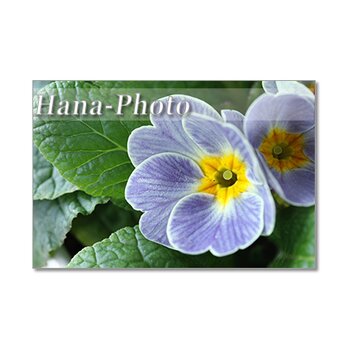 1511）楽しいガーデニングの花たち　　　　 ポストカード5枚組の画像
