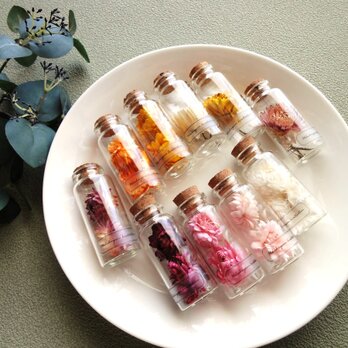 【限定2セット】【10本 セット販売】植物標本 Botanical Collection ■  ヘリクリサム　暖色系ボックスの画像
