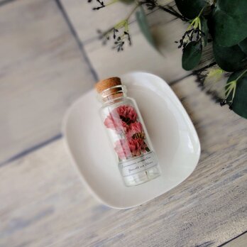植物標本　Botanical Collection ■ No.2　スターチス　ガーネットの画像