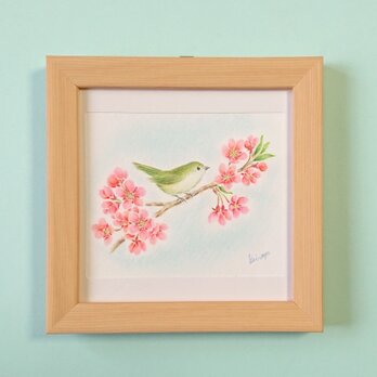 原画 小鳥シリーズ「桜とウグイス」の画像