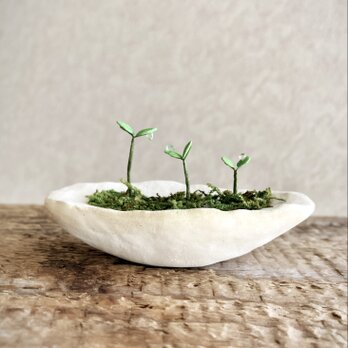 6372.bud 粘土の鉢植え 背の順