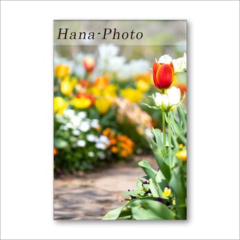 1513）花のある風景　　　 ポストカード5枚組の画像