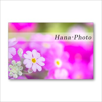 1516）カラフルな春の花たち　　　 ポストカード5枚組の画像