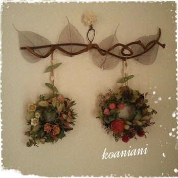 キウイヅルに揺れるwreathの画像