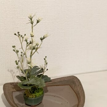クレイの花(粘土)大文字草の画像