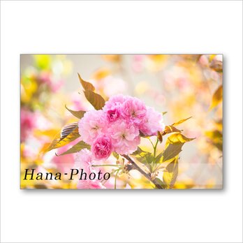 1520）いろいろな桜たち　 ポストカード5枚組の画像