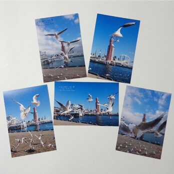 ポストカード５枚セット  みなと神戸に咲く華「ユリカモメ」 神戸風景写真  港町神戸  送料無料の画像
