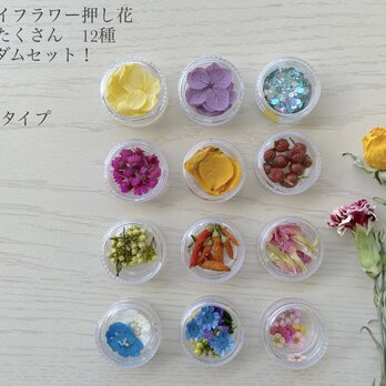 お花いっぱい！ドライフラワー押し花　花材　全12種　レジン　アクセサリーパーツ♪の画像