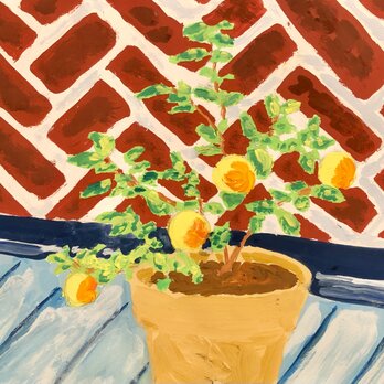 レモンの鉢植えの画像