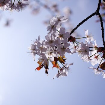 ＃１２３７ 桜の写真 ２Ｌサイズ（127×178mm）の画像