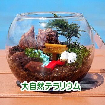 新作【苔テラリウム・手作りキット一式】大自然コウヤノマンネングサの画像