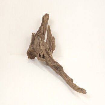 【温泉流木】幹から1本長く伸びる薄い根流木 流木素材 インテリア素材 オブジェ 木材の画像