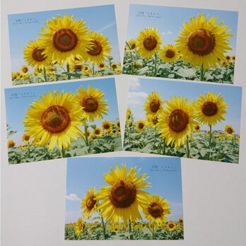 ポストカード５枚セット 笑顔「ひまわり」  向日葵 風景写真 花写真 送料無料の画像