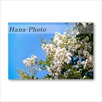 1545) 夏の花　サルスベリ、夾竹桃、鬼百合　　　ポストカード5枚組の画像
