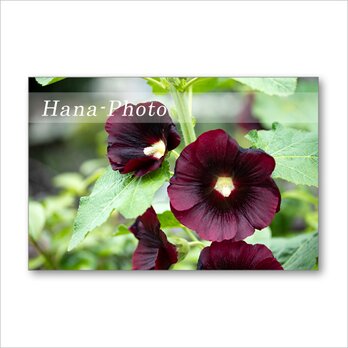 1548) 華やかな夏の花　タチアオイ  　　　 ポストカード5枚組の画像