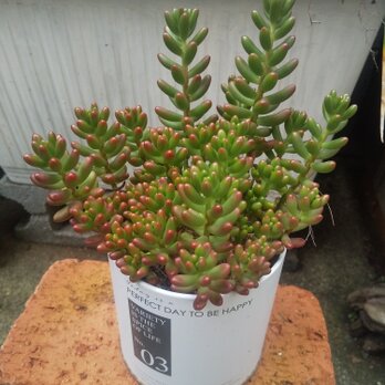 虹の玉の寄せ植え