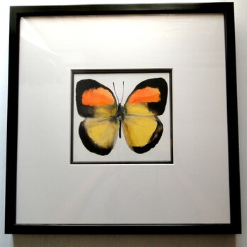 黄色い蝶の水彩絵画 アート 原画 額装 昆虫画　の画像