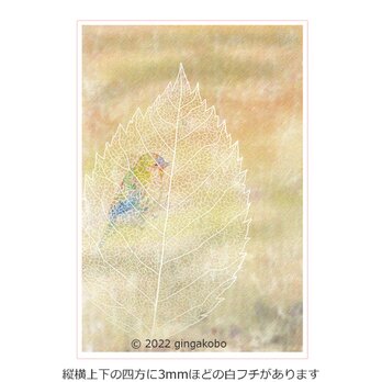 「来来世世」鳥　葉　ほっこり癒しのイラストポストカード2枚組No.014の画像