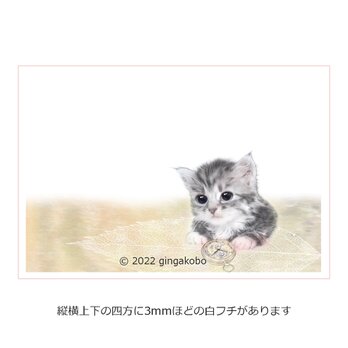 「科戸の風に吹かれて」猫　葉　ほっこり癒しのイラストポストカード2枚組No.020の画像