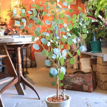 大きな♡ユーカリ ポポラスの木　ハートの葉っぱ 1本立ち　シルバーリーフ　鉢付の画像