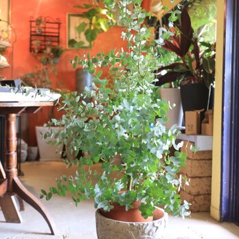 大きな　グニー ユーカリ の木　シルバーリーフ　アンティーク風鉢付きの画像
