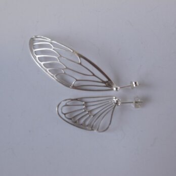dlicate air P(cicada)の画像