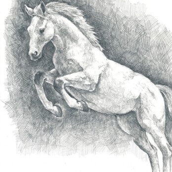 飛躍する馬の画像