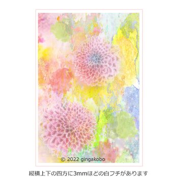 「星見草の詩林」 花　菊　 ほっこりほっこり癒しのイラストポストカード2枚組No.028の画像