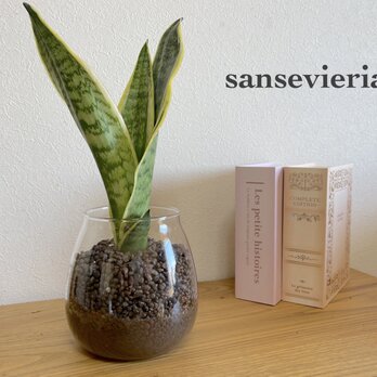 手軽に植物を！サンセベリア　ハイドロカルチャー　観葉植物　お部屋のインテリアに！の画像