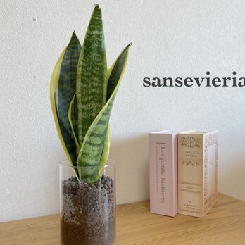 手軽に植物を！サンセベリア　ハイドロカルチャー　観葉植物　お部屋のインテリアに！3の画像