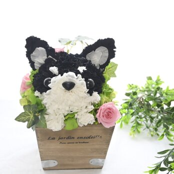 【チワワ 黒】プリザーブドフラワー ブラックタン カーネーション 犬 お供え 誕生日 花 プレゼントの画像