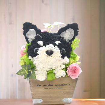 フラワーペット【チワワ 黒】プリザーブドフラワー ブラックタン カーネーション 犬 お供え 誕生日 母の日 花 プレゼントの画像