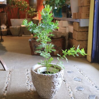 １点のみ　ミモザアカシア の木　銀葉アカシア　シルバーリーフ　鉢付きの画像