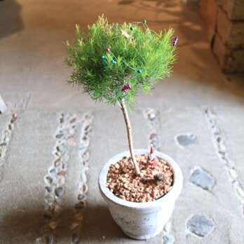 限定２個 miniクリスマスツリー♡ まぁるい♡メディカル ティーツリー　ハーブのトピアリー　の画像