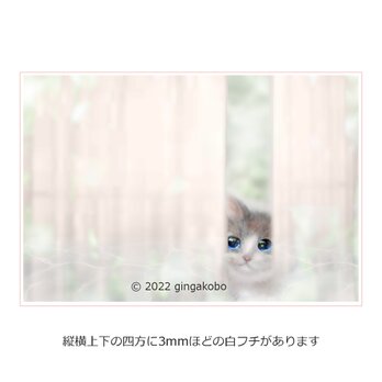 「今日というモノサシ」 猫　ほっこり癒しのイラストポストカード2枚組No.035の画像