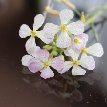 〈Ra様ご注文品〉カシミヤ　濃藍と冬桜の画像