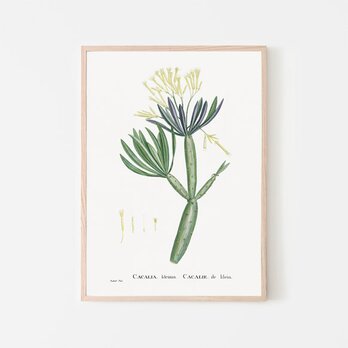 モンキーツリー / アートポスター イラスト アートプリント 縦長 セネシオクレイニア 観葉植物 絵 ヴィンテージの画像
