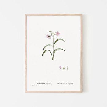 クレイトニアバージニカ / アートポスター イラスト アートプリント 縦長 植物 花 絵 ヴィンテージの画像